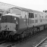 D602bulldog